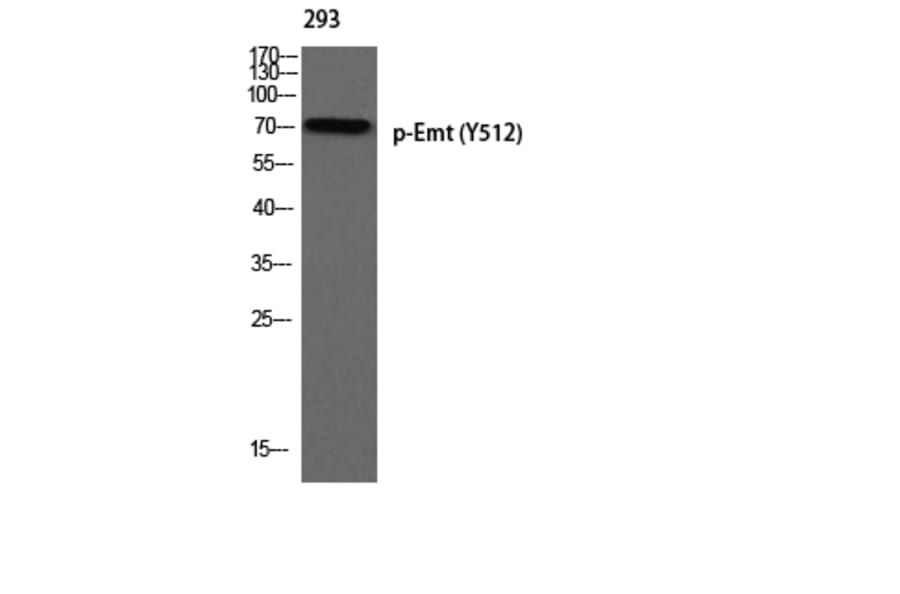 Western Blot - Anti-ITK (phospho Tyr512) Antibody (A1079) - Antibodies.com