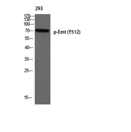 Western Blot - Anti-ITK (phospho Tyr512) Antibody (A1079) - Antibodies.com