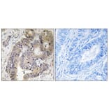 Immunohistochemistry - Anti-CAD (phospho Thr456) Antibody (A8308) - Antibodies.com