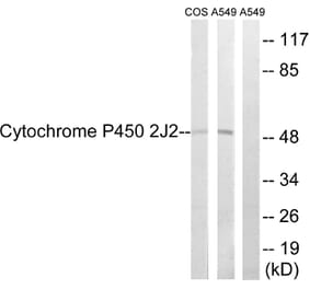 Western Blot - Anti-Cytochrome P450 2J2 Antibody (C12269) - Antibodies.com