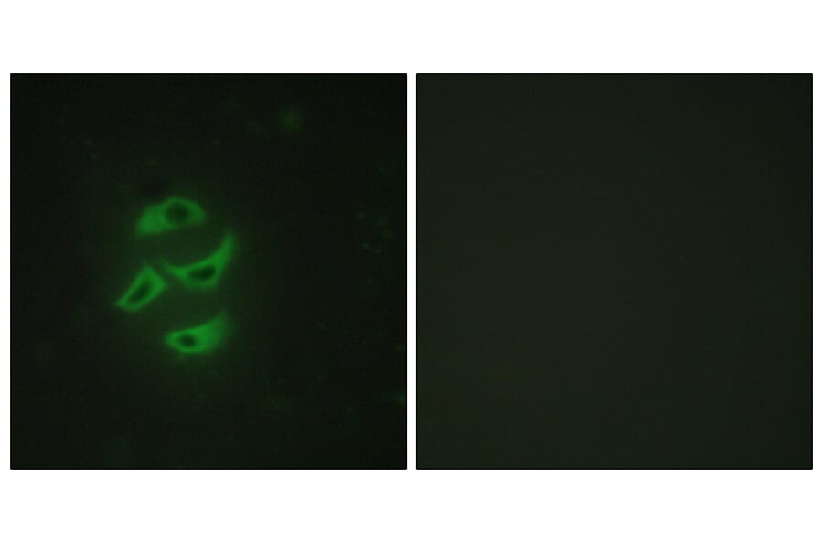 Immunofluorescence - Anti-Cytochrome P450 2J2 Antibody (C12269) - Antibodies.com