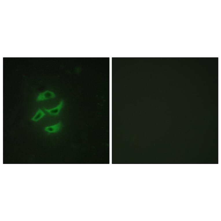 Immunofluorescence - Anti-Cytochrome P450 2J2 Antibody (C12269) - Antibodies.com