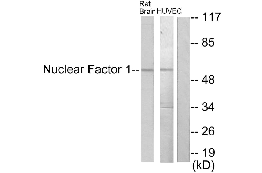 Western Blot - Anti-Nuclear Factor 1 Antibody (C10925) - Antibodies.com