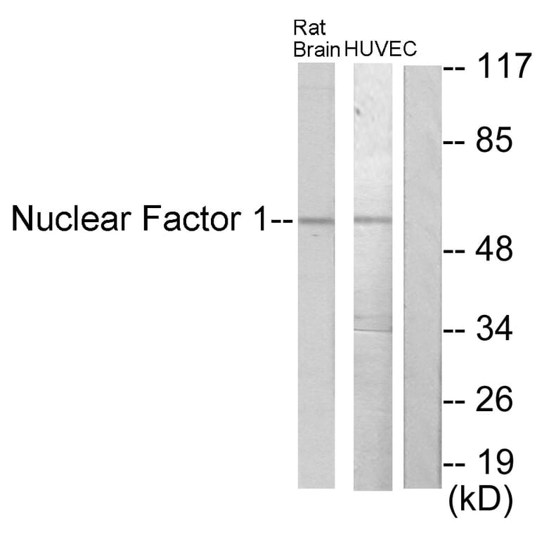 Western Blot - Anti-Nuclear Factor 1 Antibody (C10925) - Antibodies.com