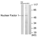 Western Blot - Anti-Nuclear Factor 1 Antibody (C10925) - Antibodies.com