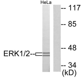 Western Blot - Anti-p44/42 MAPK Antibody (C0185) - Antibodies.com