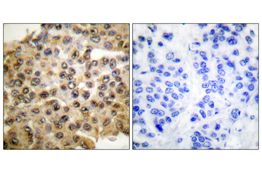 Immunohistochemistry - Anti-p44/42 MAPK Antibody (C0185) - Antibodies.com