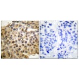 Immunohistochemistry - Anti-p44/42 MAPK Antibody (C0185) - Antibodies.com