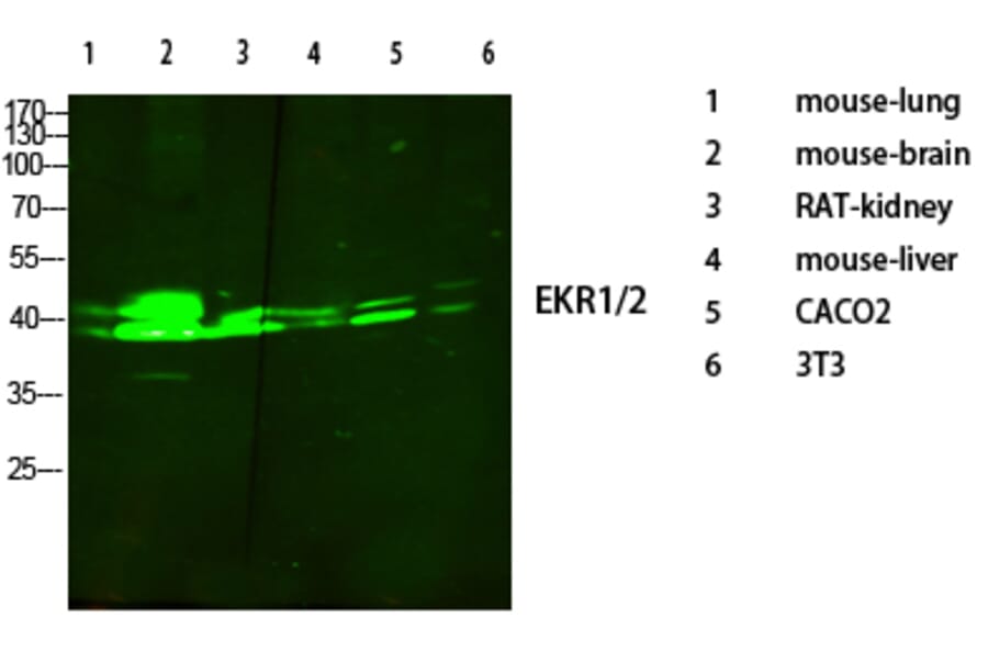 Western Blot - Anti-p44/42 MAPK Antibody (C0185) - Antibodies.com
