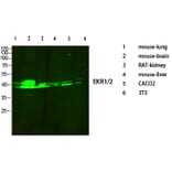 Western Blot - Anti-p44/42 MAPK Antibody (C0185) - Antibodies.com