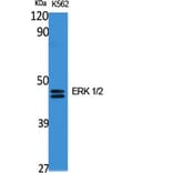 Western Blot - Anti-p44/42 MAPK Antibody (C0185) - Antibodies.com
