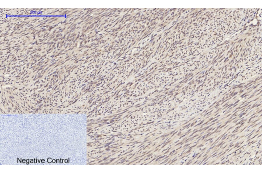 Immunohistochemistry - Anti-p44/42 MAPK Antibody (C0185) - Antibodies.com