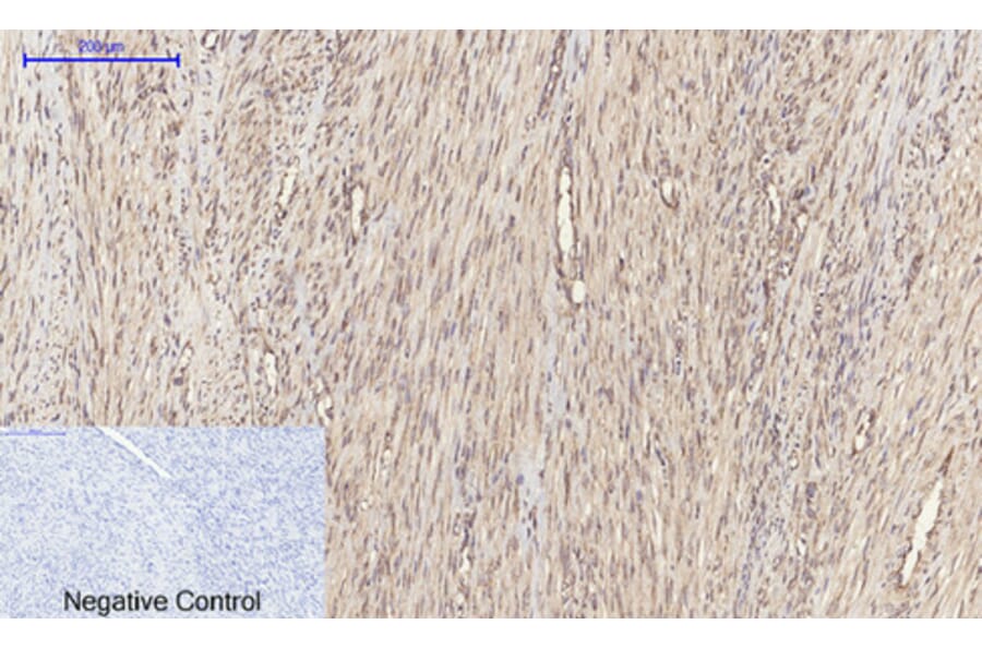 Immunohistochemistry - Anti-p44/42 MAPK Antibody (C0185) - Antibodies.com