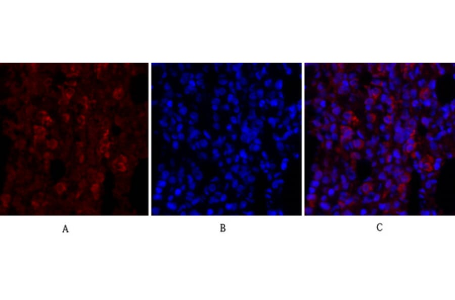Immunofluorescence - Anti-p44/42 MAPK Antibody (C0185) - Antibodies.com