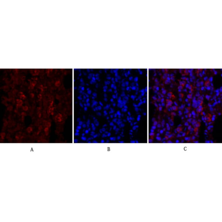 Immunofluorescence - Anti-p44/42 MAPK Antibody (C0185) - Antibodies.com