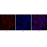 Immunofluorescence - Anti-p44/42 MAPK Antibody (C0185) - Antibodies.com