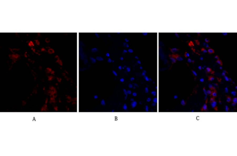 Immunofluorescence - Anti-p44/42 MAPK Antibody (C0185) - Antibodies.com