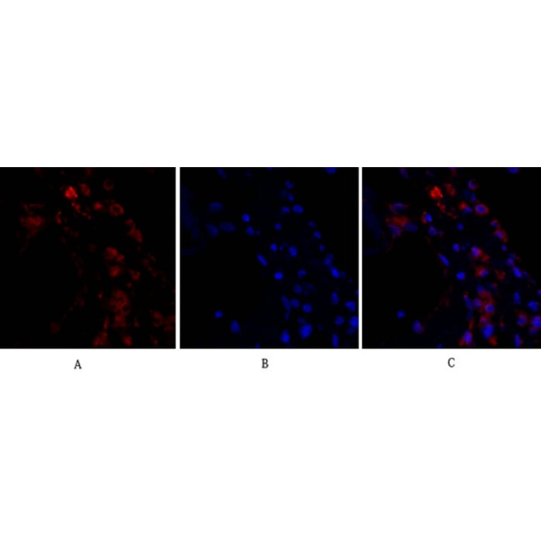 Immunofluorescence - Anti-p44/42 MAPK Antibody (C0185) - Antibodies.com