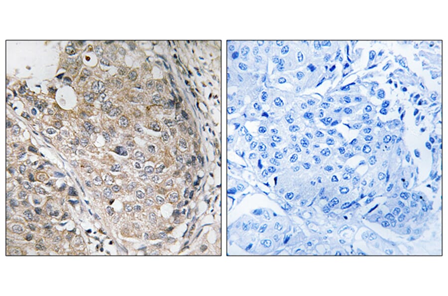 Immunohistochemistry - Anti-MKP1 + MKP2 Antibody (B8372) - Antibodies.com
