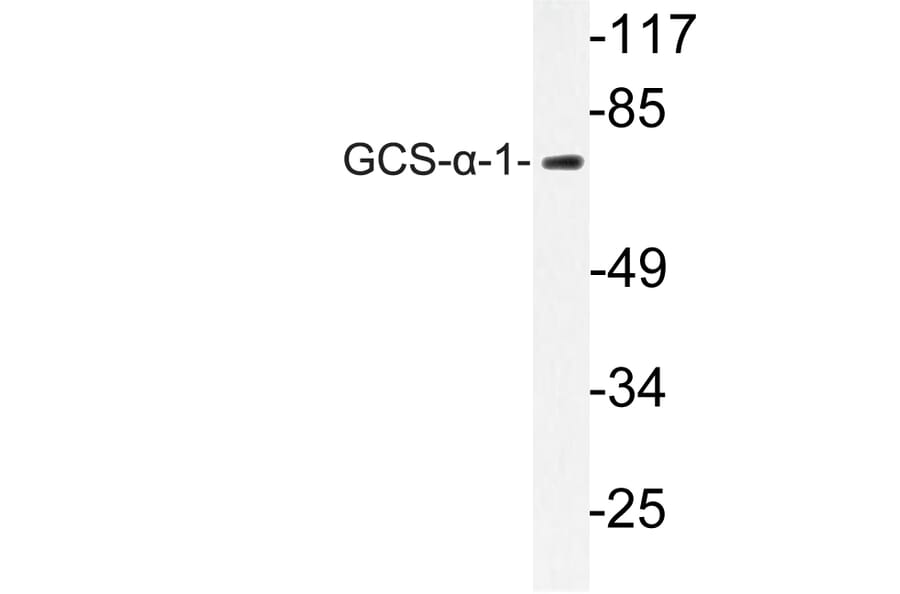 Western Blot - Anti-GCS-alpha-1 Antibody (R12-2158) - Antibodies.com