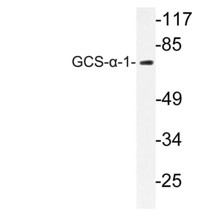 Western Blot - Anti-GCS-alpha-1 Antibody (R12-2158) - Antibodies.com