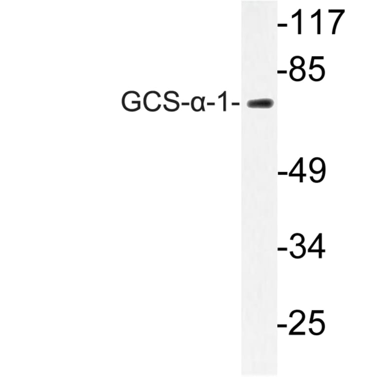 Western Blot - Anti-GCS-alpha-1 Antibody (R12-2158) - Antibodies.com