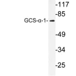Western Blot - Anti-GCS-alpha-1 Antibody (R12-2158) - Antibodies.com