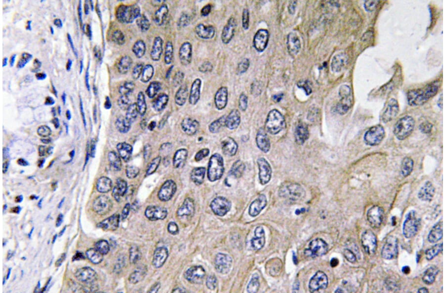 Immunohistochemistry - Anti-GCS-alpha-1 Antibody (R12-2158) - Antibodies.com