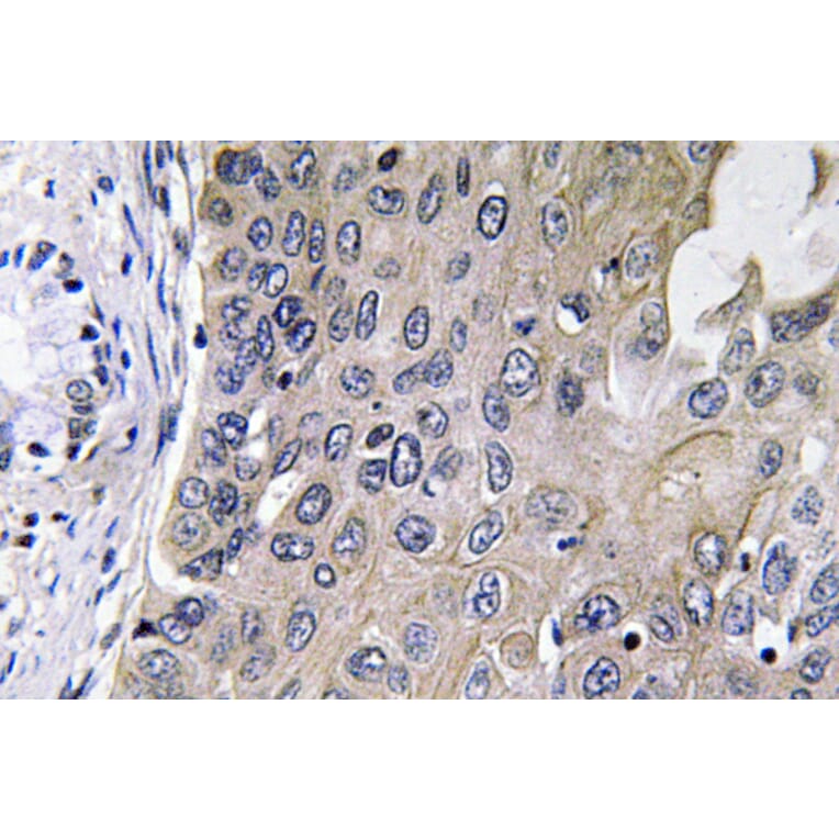 Immunohistochemistry - Anti-GCS-alpha-1 Antibody (R12-2158) - Antibodies.com