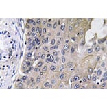 Immunohistochemistry - Anti-GCS-alpha-1 Antibody (R12-2158) - Antibodies.com
