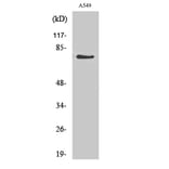 Western Blot - Anti-GCS-alpha-1 Antibody (R12-2158) - Antibodies.com