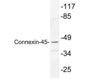 Western Blot - Anti-Connexin-45 Antibody (R12-2100) - Antibodies.com