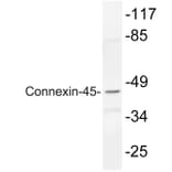 Western Blot - Anti-Connexin-45 Antibody (R12-2100) - Antibodies.com