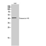 Western Blot - Anti-Connexin-45 Antibody (R12-2100) - Antibodies.com