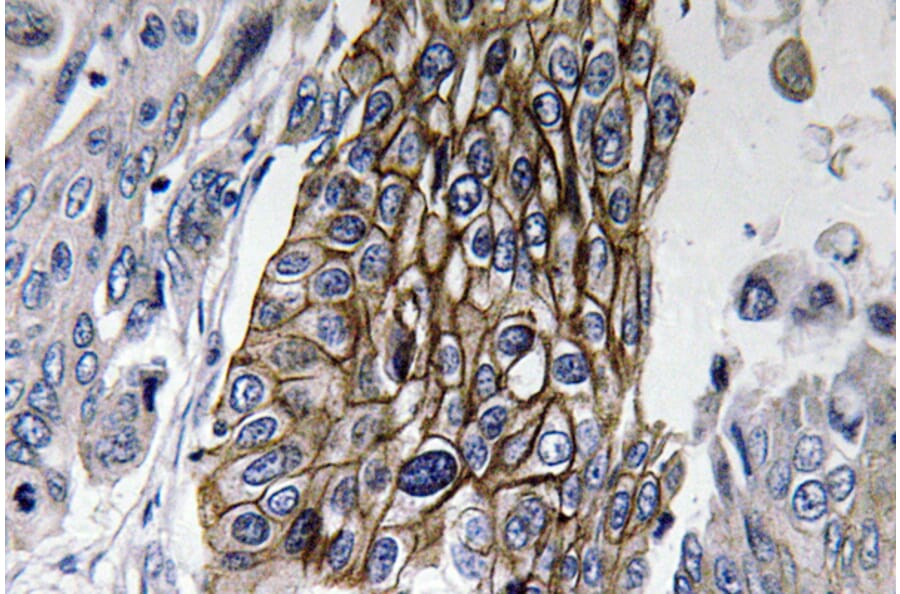 Immunohistochemistry - Anti-Connexin-32 Antibody (R12-2099) - Antibodies.com