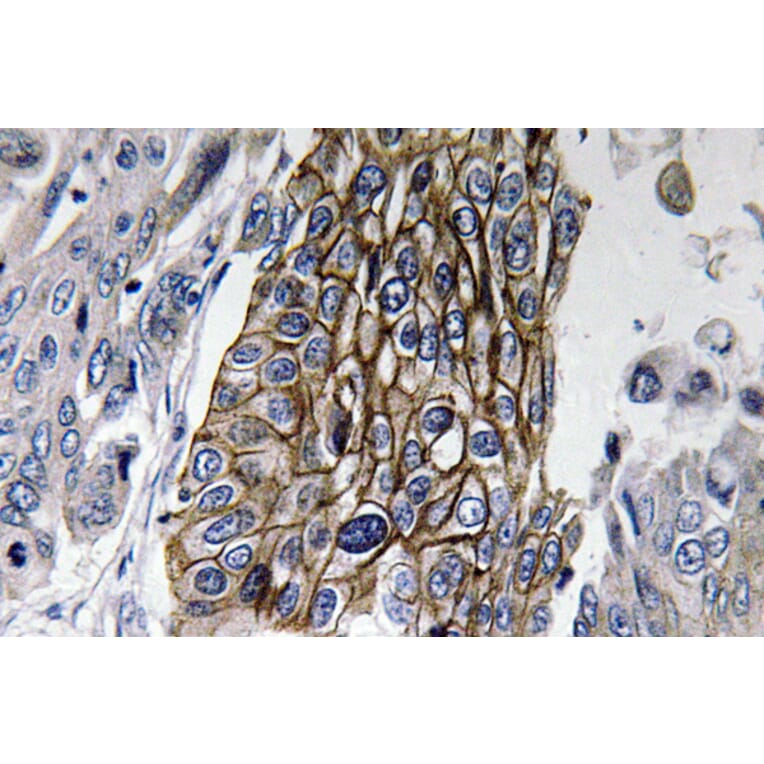 Immunohistochemistry - Anti-Connexin-32 Antibody (R12-2099) - Antibodies.com