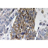 Immunohistochemistry - Anti-Connexin-32 Antibody (R12-2099) - Antibodies.com