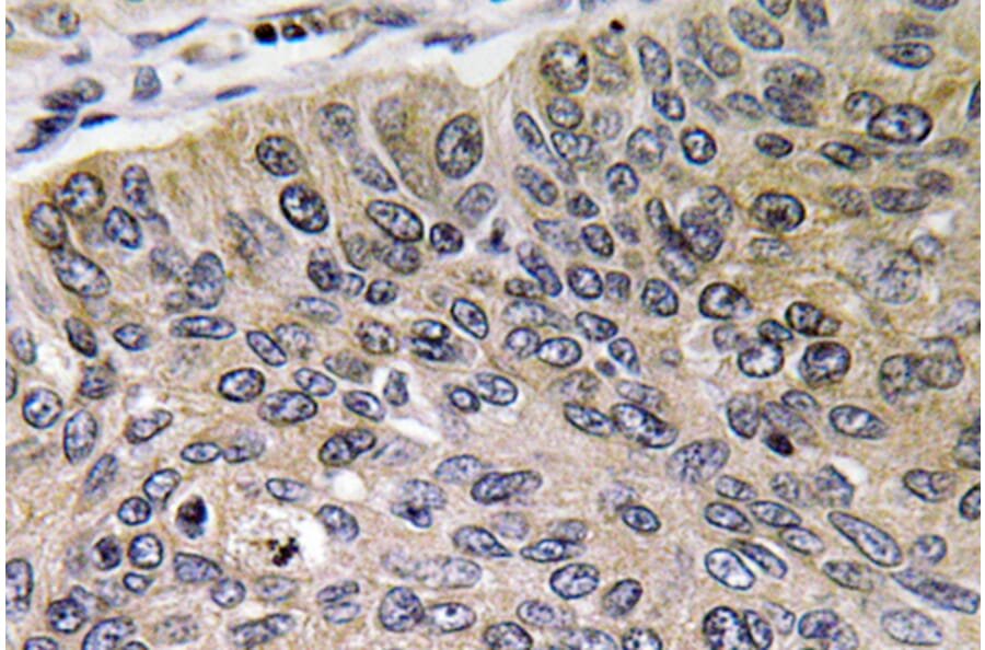 Immunohistochemistry - Anti-Cathepsin E Antibody (R12-2058) - Antibodies.com