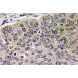 Immunohistochemistry - Anti-Cathepsin E Antibody (R12-2058) - Antibodies.com