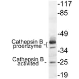 Western Blot - Anti-Cathepsin B Antibody (R12-2057) - Antibodies.com