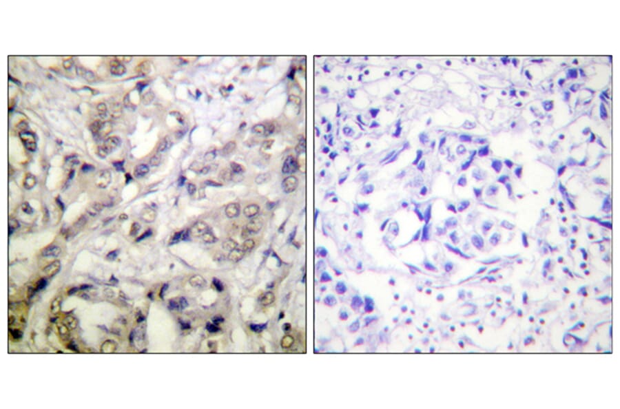 Immunohistochemistry - Anti-CaMK1-alpha Antibody (B0830) - Antibodies.com
