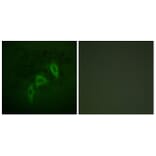 Immunofluorescence - Anti-Tuberin Antibody (B0590) - Antibodies.com