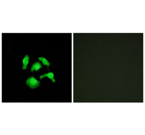 Immunofluorescence - Anti-TSC22D1 Antibody (C11099) - Antibodies.com