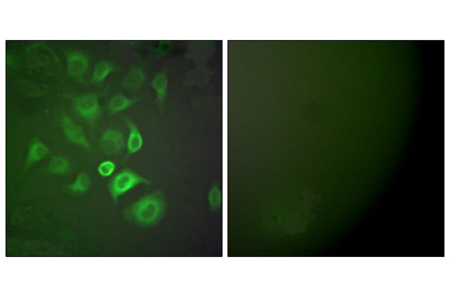 Immunofluorescence - Anti-S100 A1 Antibody (C0318) - Antibodies.com