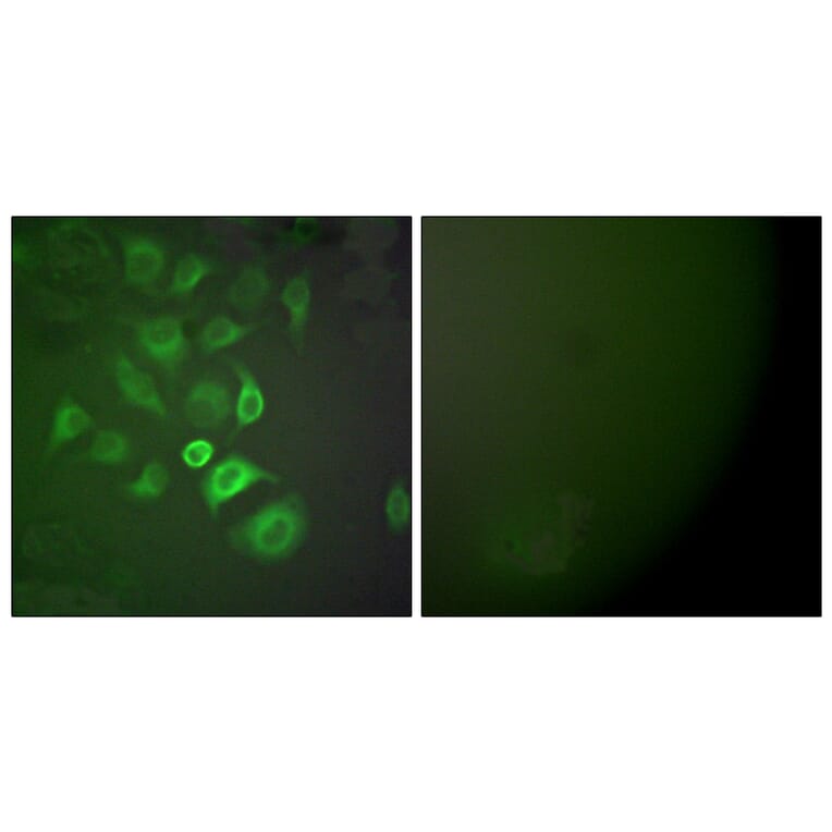 Immunofluorescence - Anti-S100 A1 Antibody (C0318) - Antibodies.com