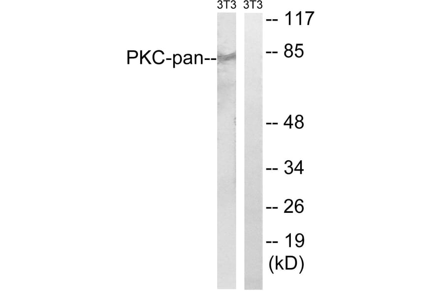 Western Blot - Anti-PKC-pan Antibody (B0803) - Antibodies.com