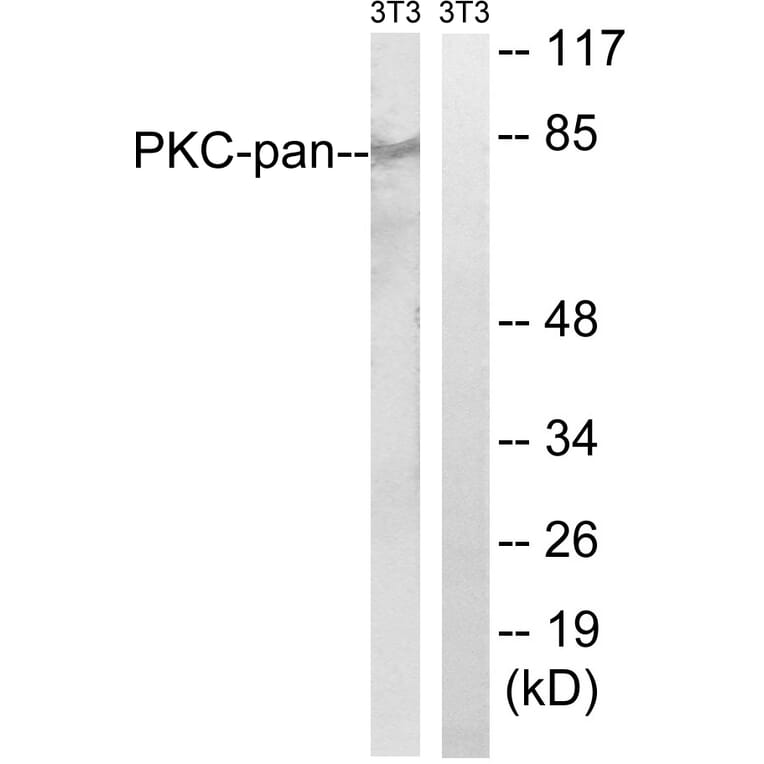 Western Blot - Anti-PKC-pan Antibody (B0803) - Antibodies.com