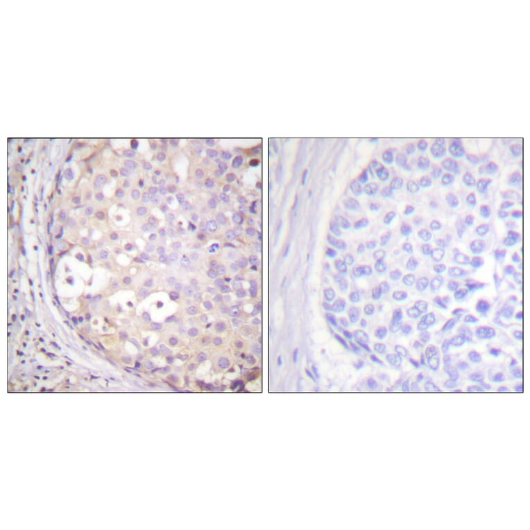 Immunohistochemistry - Anti-PKC-pan Antibody (B0803) - Antibodies.com