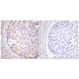 Immunohistochemistry - Anti-PKC-pan Antibody (B0803) - Antibodies.com