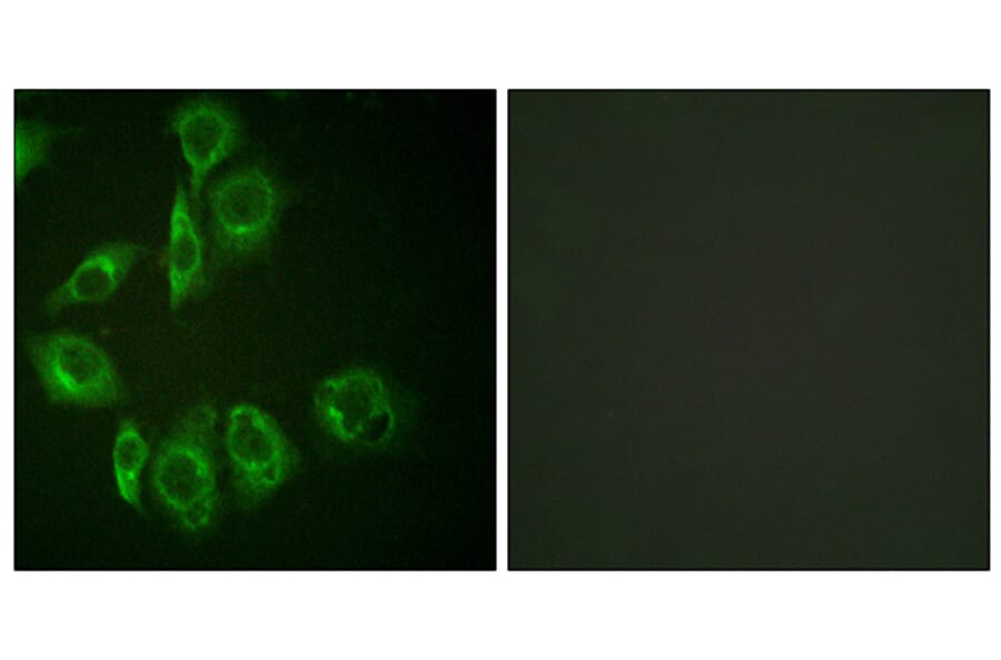 Immunofluorescence - Anti-PKC-pan Antibody (B0803) - Antibodies.com